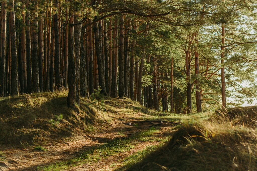 Waldweg